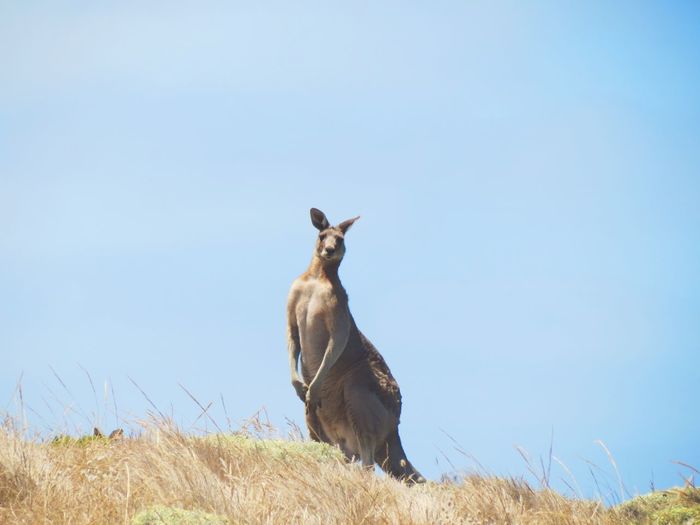 Kangaroo watching