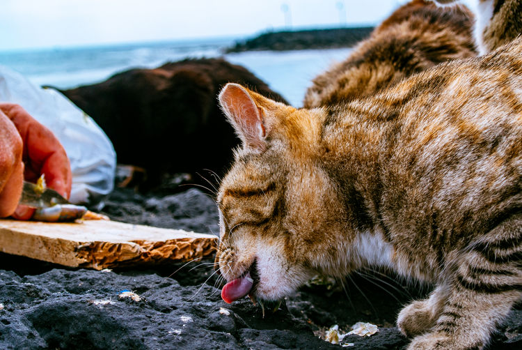 Close-up of cat licking rocks
