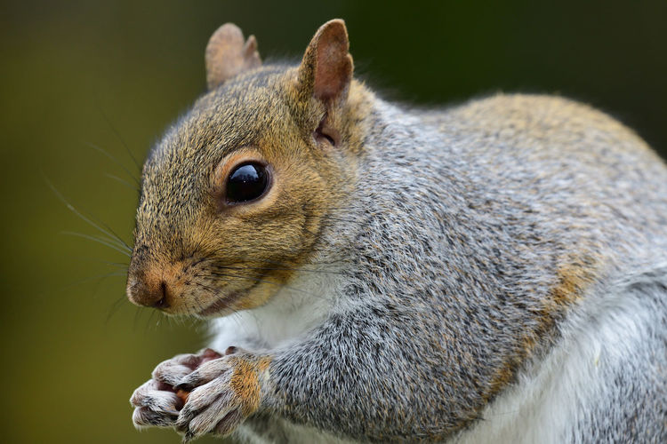 Close-up of a squirrel eating a nut 