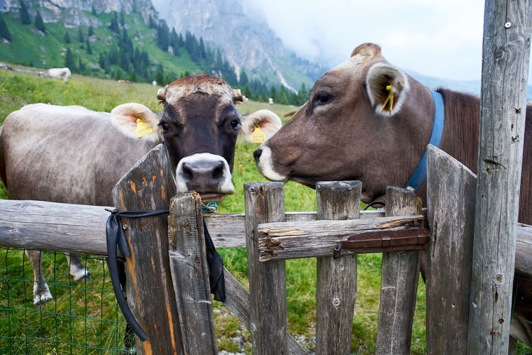 Cows on wooden fence in field