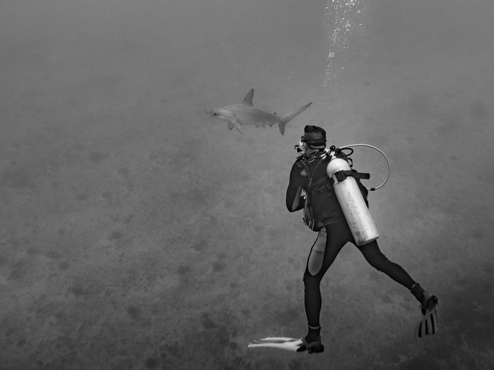 Underwater view of diver near shark at hawaii