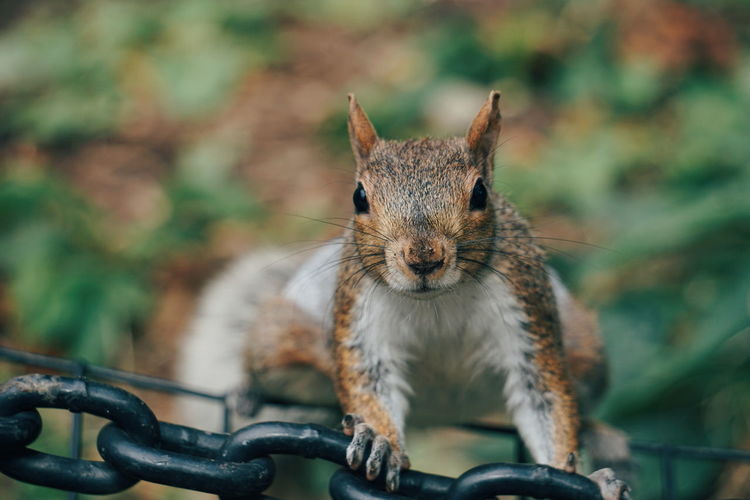 Close-up portrait of squirrel on railing