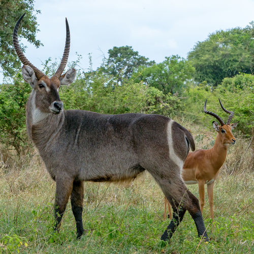 Waterbuck and impala eating together 