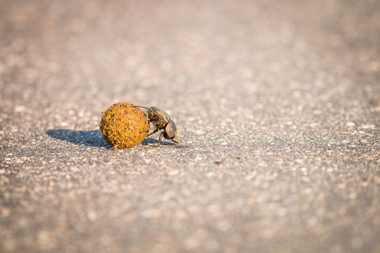 Close-up of beetle with dung on sand