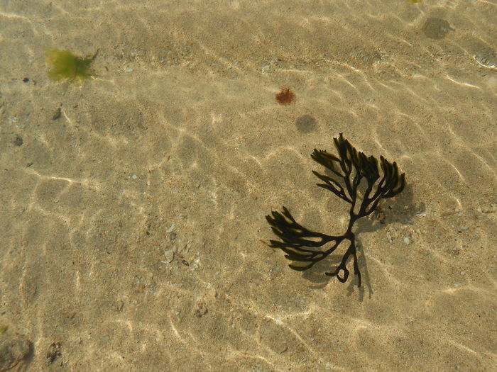 High angle view of leaf on sand at beach