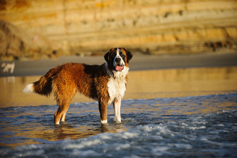 Dog on wet shore