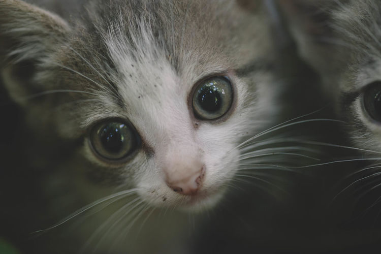 Close-up portrait of cat