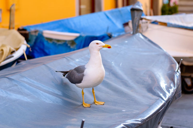 Seagull perching on boat