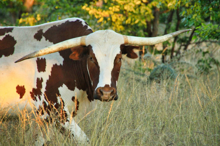 Portrait of a longhorn cow in africa