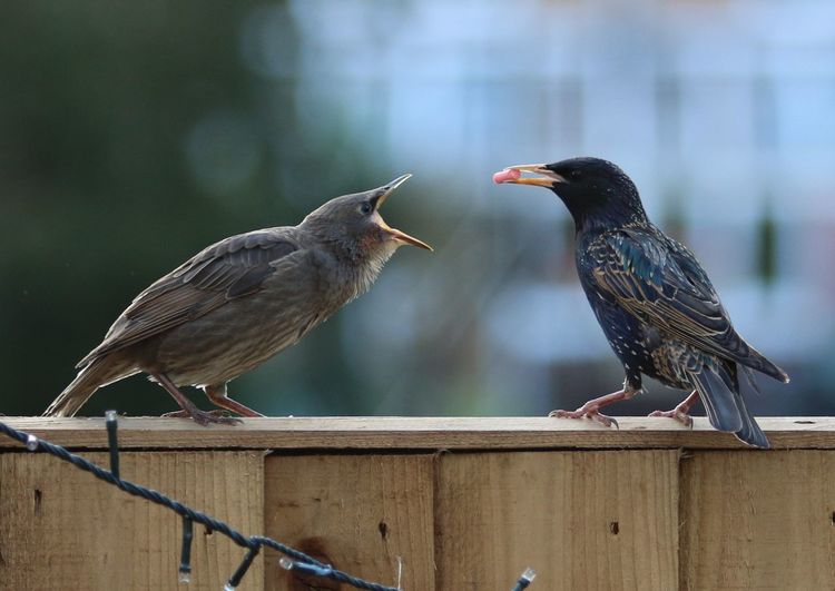 Close-up of starlings perching on wooden fence