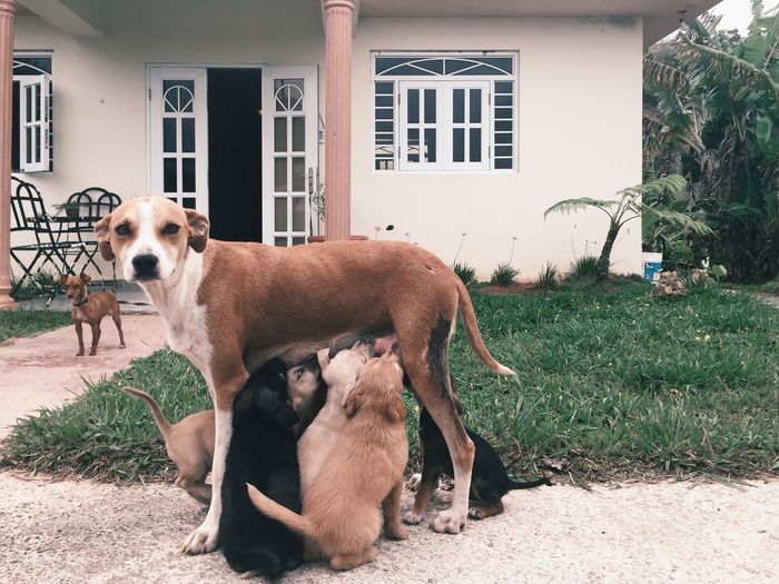 Dog feeding puppies outside house