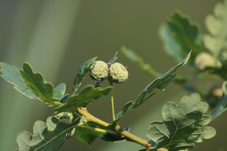 Close-up of green plant