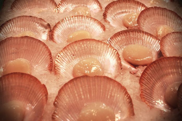 Scallops for sale at fish market