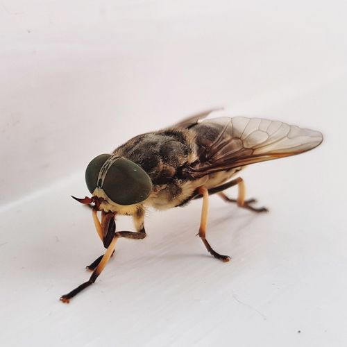 High angle view of fly on white background