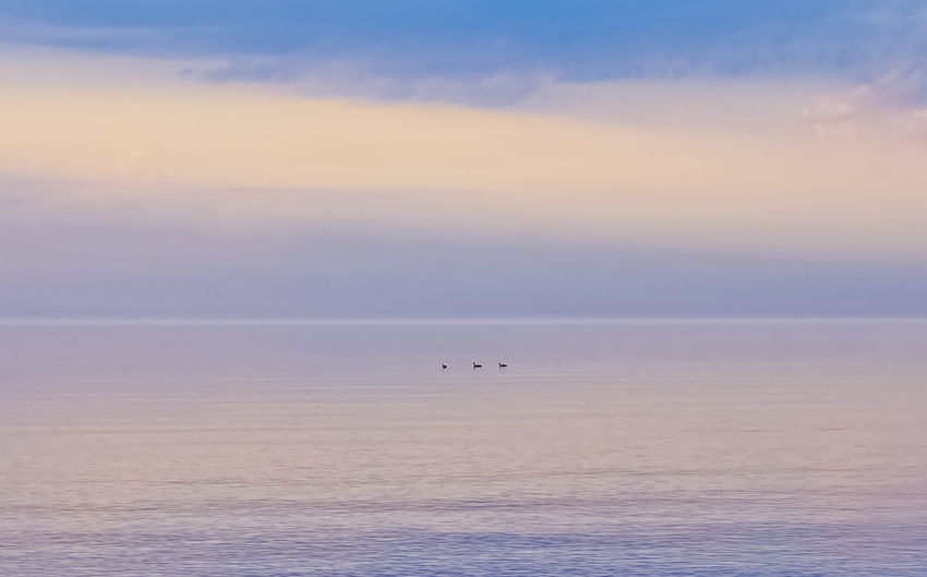 Loons on calm cool water horizon in distance