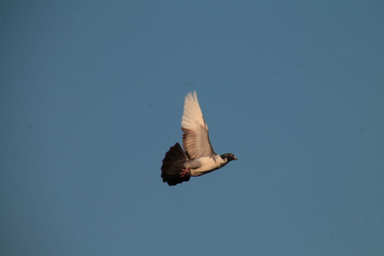 Low angle view of pigeon flying against clear sky