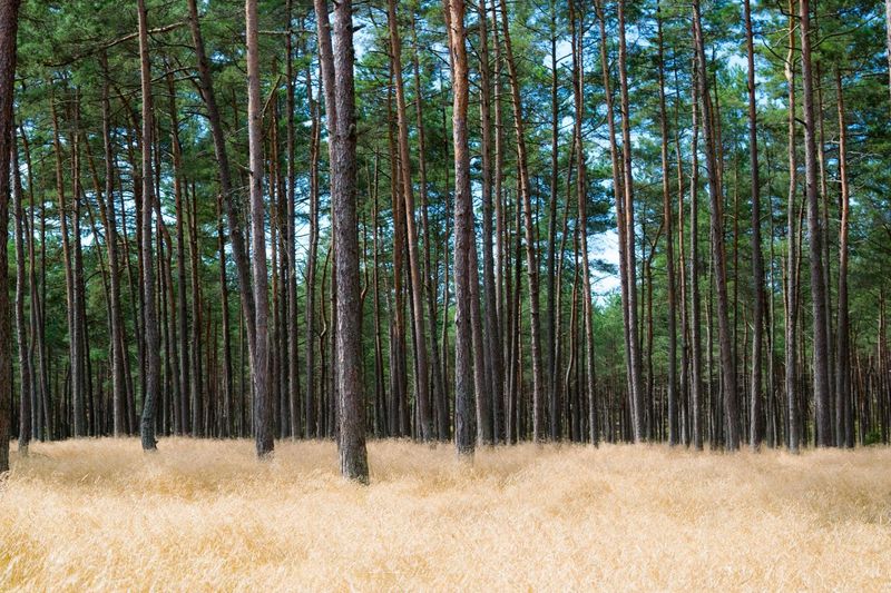 Bamboo trees in forest