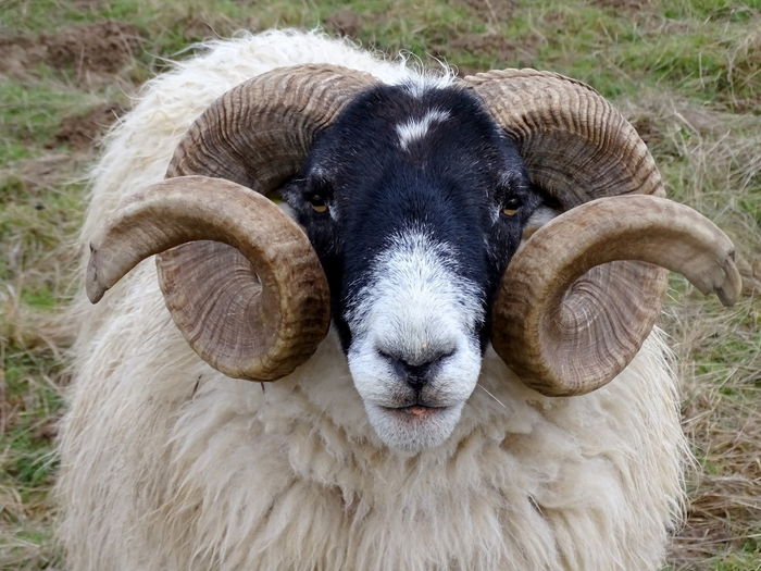 Close-up of an sheep on field