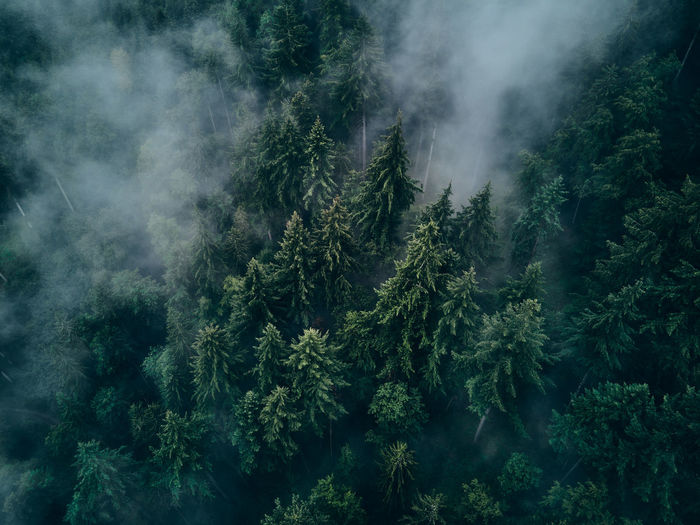 Aerial view of trees in forest during foggy weather