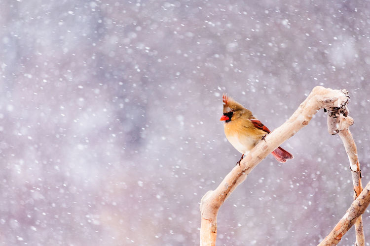 Female cardinal perched on a branch during a snow storm