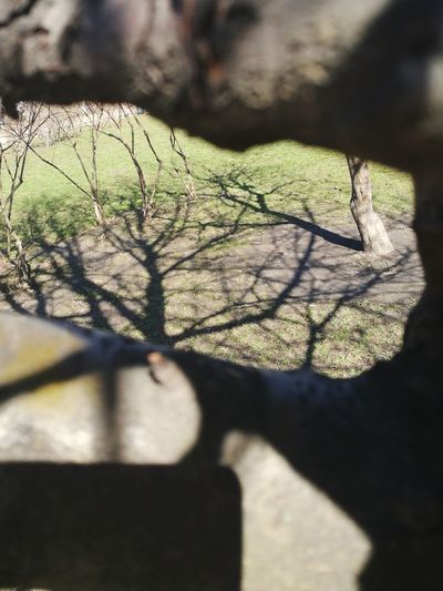 Close-up of shadow of tree on field