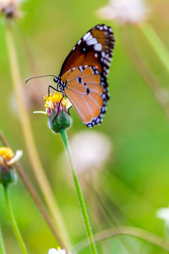Close-up of butterfly pollinating on flower outdoors