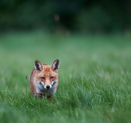 Portrait of red fox standing on grassy field