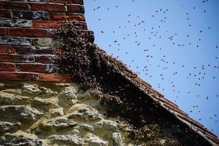 Low angle view of bees on house roof