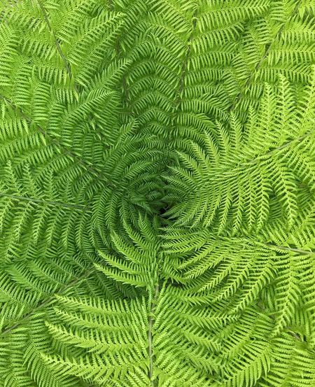Full frame shot of tree fern leaves