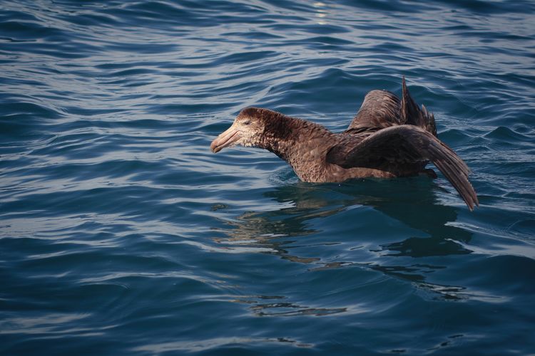 Close-up of northern giant petrel resting in the sea