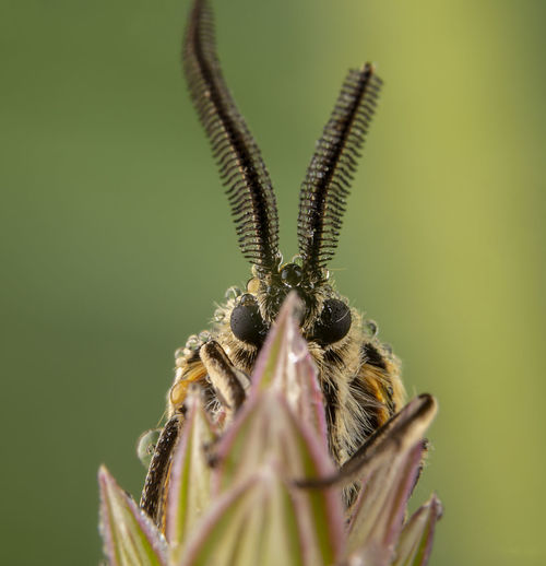 Spiris striata. arctiinae male moth posing on green leaf with big antennae