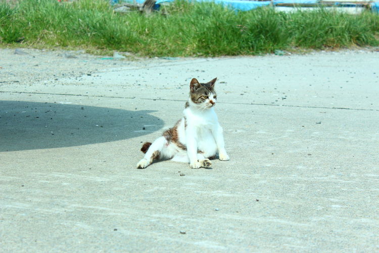 Cat resting on footpath