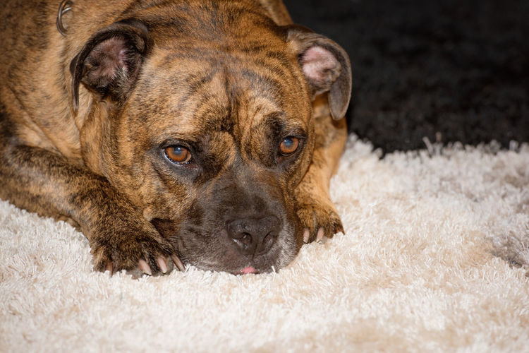 Close-up portrait of dog lying on rug