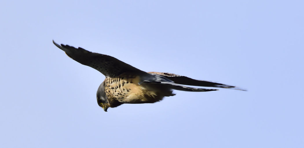 Low angle view of eagle flying against clear sky