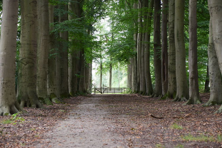 Footpath amidst trees in forest