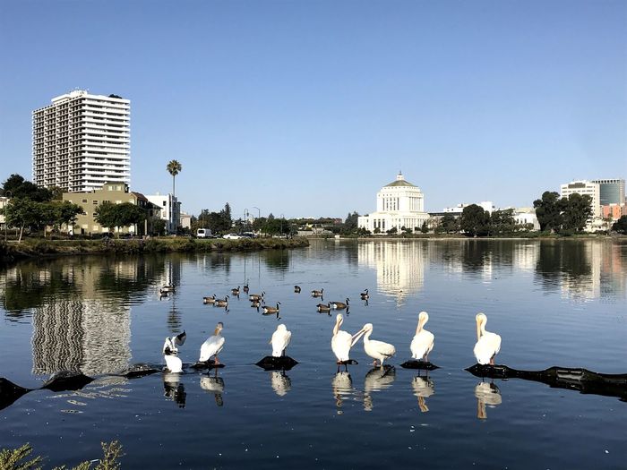 Flock of seagulls by lake in city against clear sky