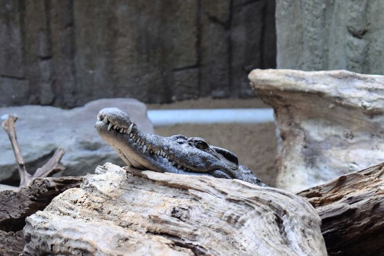 Crocodile on wood at zoo