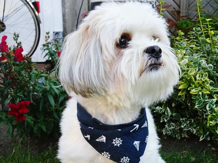 Close-up of dog wearing handkerchief around neck