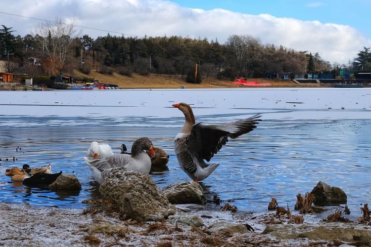 Birds in lake
