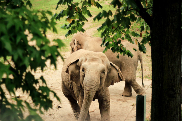 Elephant standing against trees