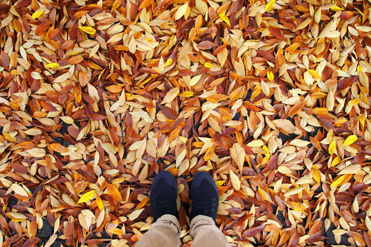 Low section of man standing on maple leaves during autumn