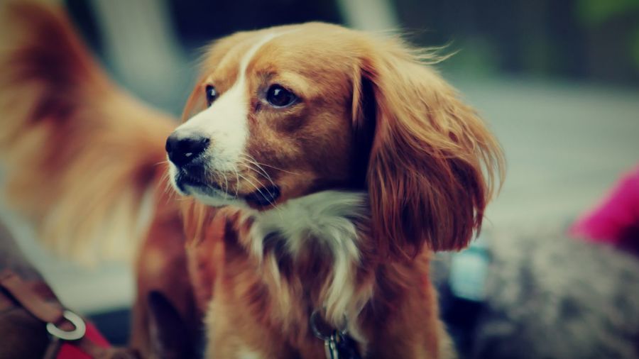 Close-up of dog looking away
