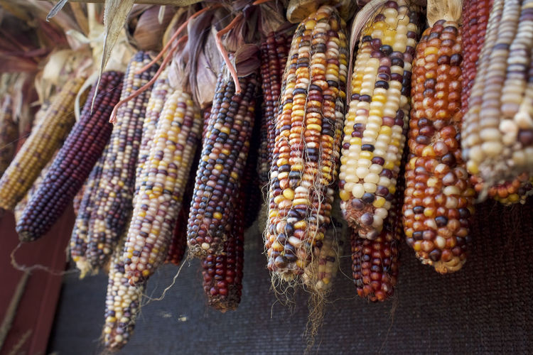 Close-up of corn hanging on display at market stall