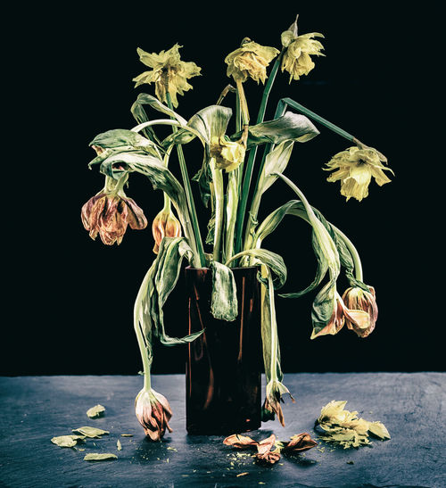 Close-up of wilted flower in vase on table against black background
