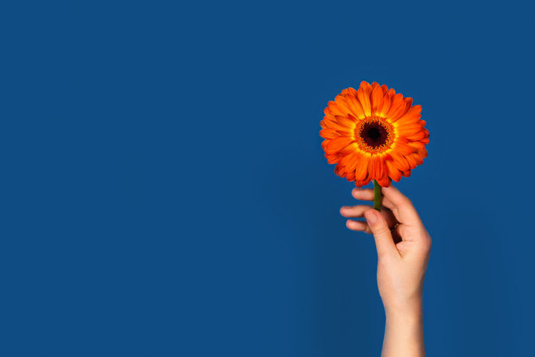 Card with orange gerbera in womens hand on classic blue background. flat lay, top view, copy space.