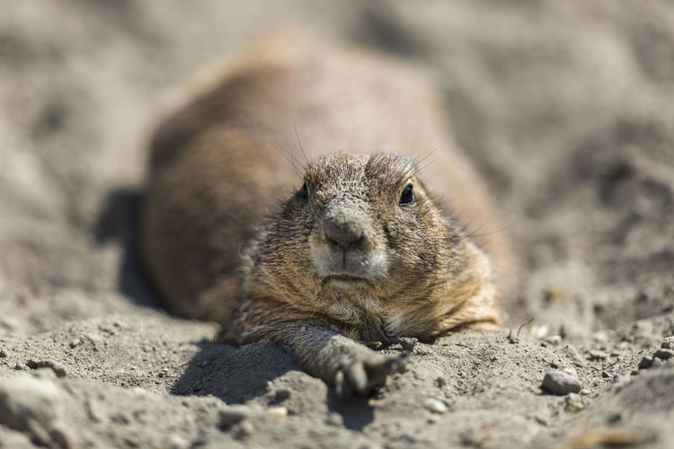 High angle view of black-tailed prairie dog on field