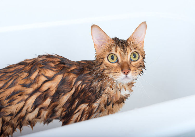 Wet bengal cat after bathing looks with sad eyes at the owner