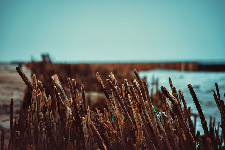 Close-up of plants against sky
