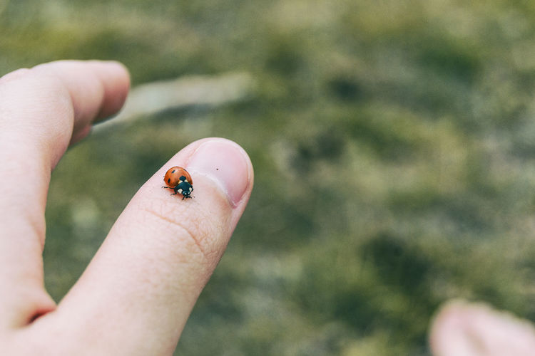 Little ladybug perched on the thumb skin of a girl's hand in nature