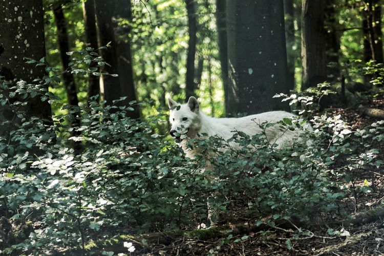 View of a dog in the forest
